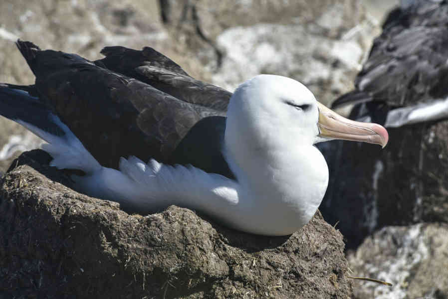 Albatros de Ceja Negra - islas Falkland o Malvinas  03